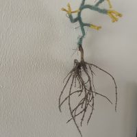 plantenwortel katoen koperdraad
23x14x10 cm